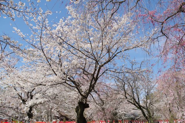 一帯の頭上を覆う見事な桜の木々。