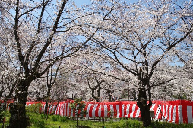 写真では収まり切らない、幅も奥行きもある圧倒される桜の木々。