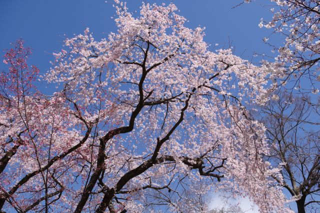 自然の心地さと見事な桜のアーチの素晴らしい場所でした。