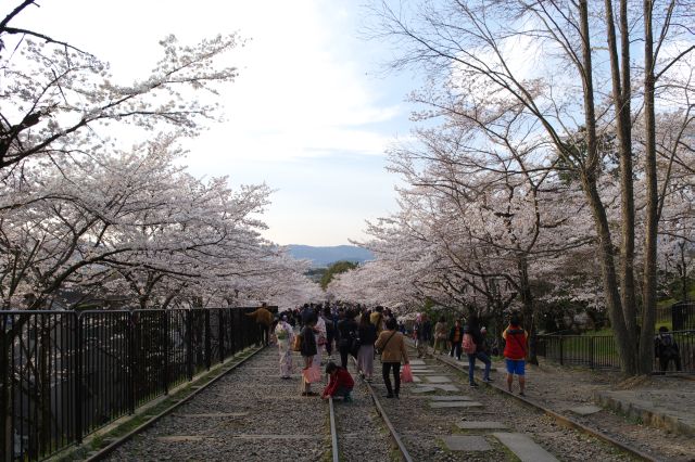 坂の両脇からあふれる桜の木々。下ると人が増えてきます。