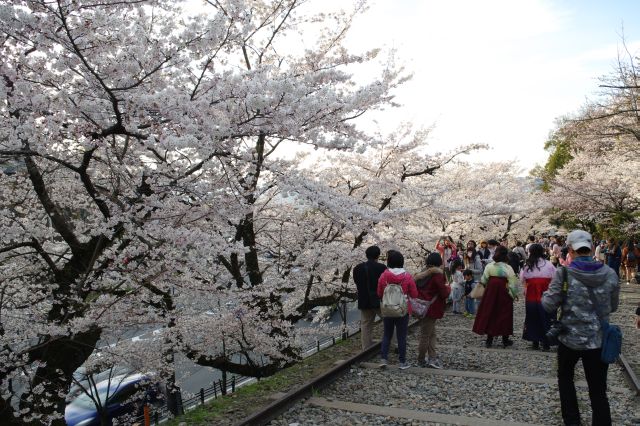 きれいな桜とたくさんの人。歩きづらい道。