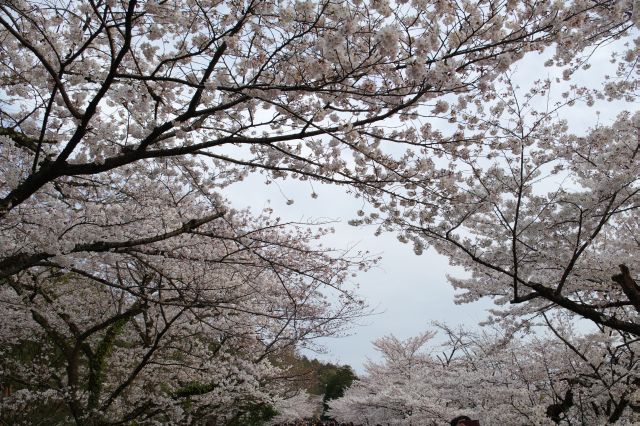 見上げる桜のアーチ。