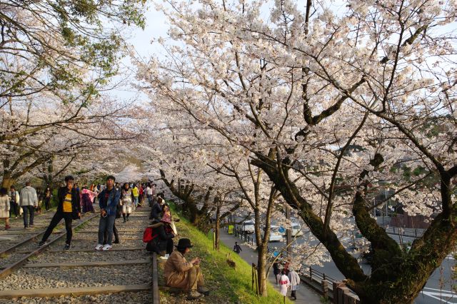 線路に腰掛けて桜を楽しむ人達。