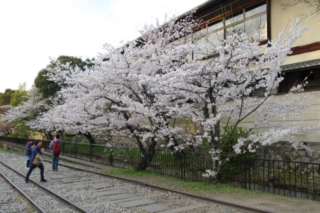 その付近の桜の木々。