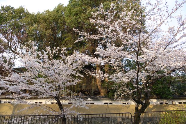 見上げる桜の木。