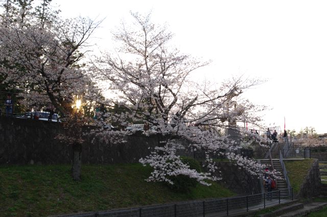 見上げる桜。