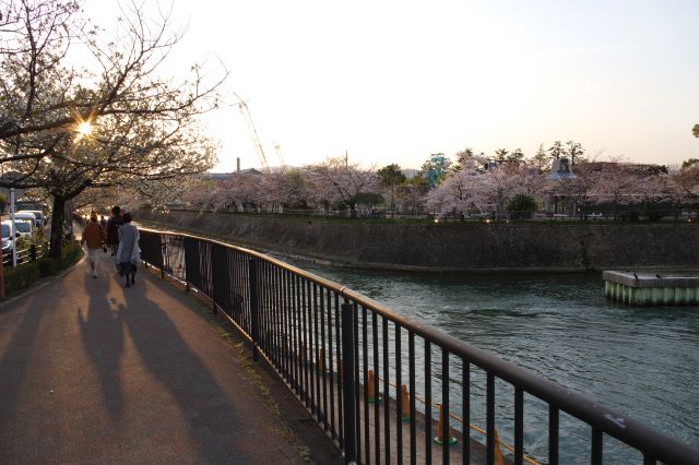 西側、疏水沿いの仁王門通りを歩いていきます。対岸の京都市動物園に桜が見えます。