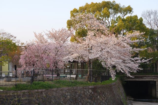 対岸の桜の木。