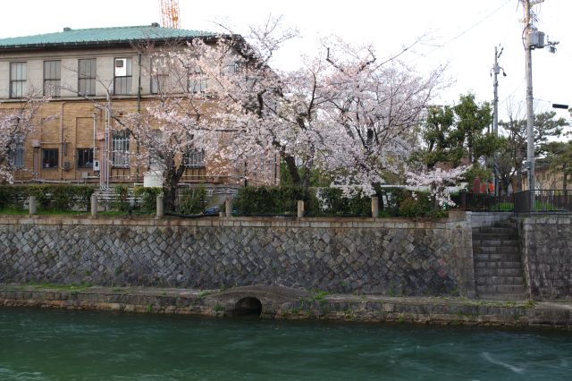 レトロな京都市美術館と桜の木。