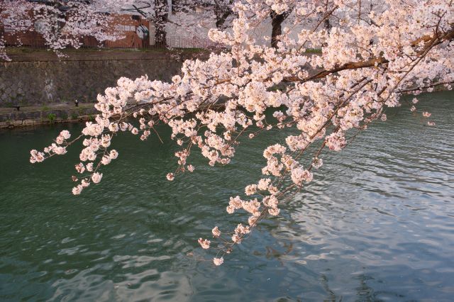 疏水に伸びる西日を浴びた桜。