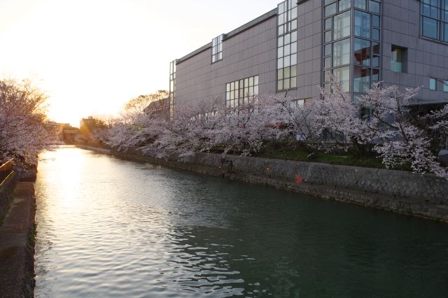 京都国立近代美術館前、さらに桜並木が続きます。