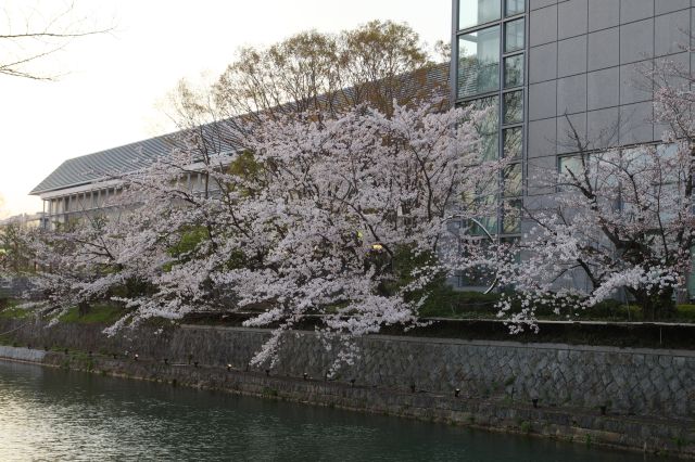 美術館前の桜。