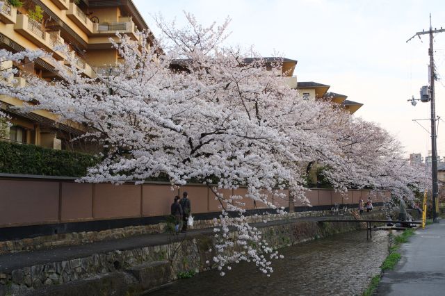 住宅街の小川沿いの風情ある大きな桜。