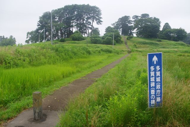 多賀城外郭南東隅築地塀跡、西側の丘へ進みます。