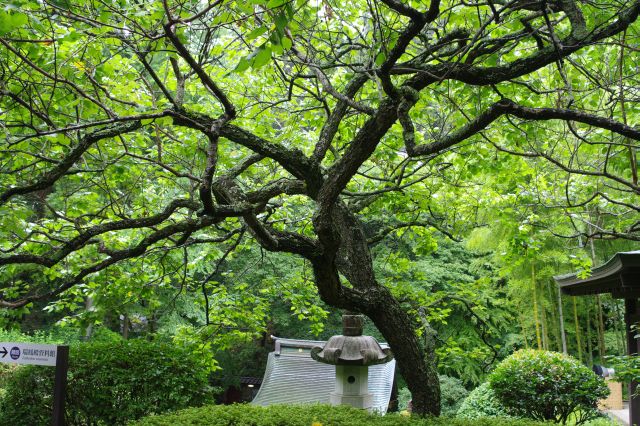 瑞鳳殿資料館手前の力強く美しい木と緑のアーチ。