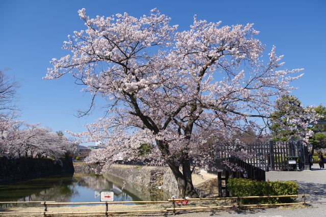 右側、太鼓門側の堀沿いには桜の木々。