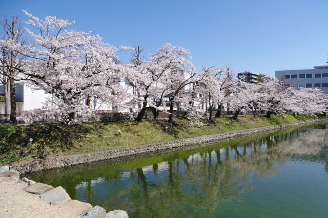 外の堀沿いには桜の木が並びます。