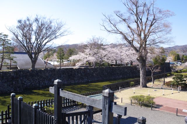 右側の石垣の上には桜がひしめく。