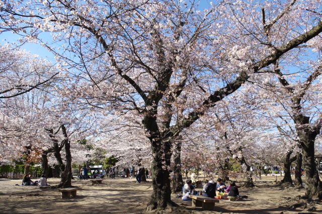 桜の集まる所では花見をする人も。