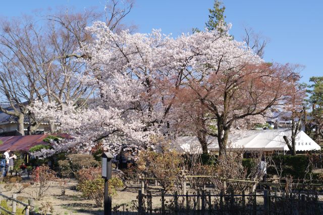 周囲所々に桜の木。