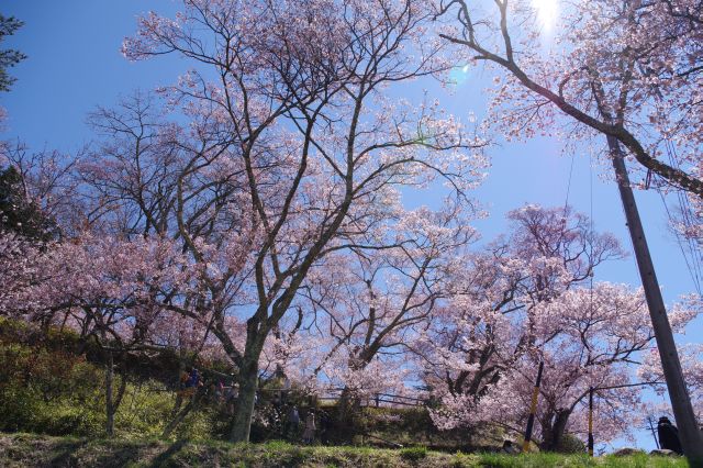 頭上には大きくきれいな桜の木々。
