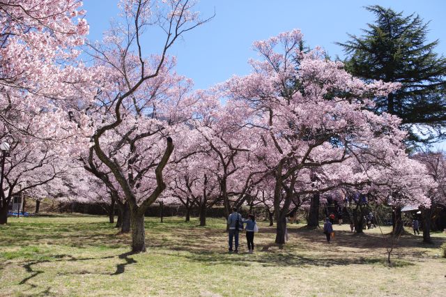 三ノ丸へ、密度の濃い桜のアーチが迎えます。