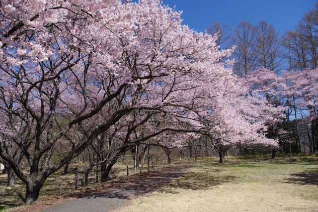 三ノ丸のきれいな桜。ここだけでも十分見事です。