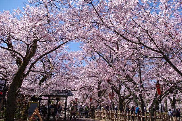北ゲート前、既に圧倒的な桜のアーチが期待感を高めます。