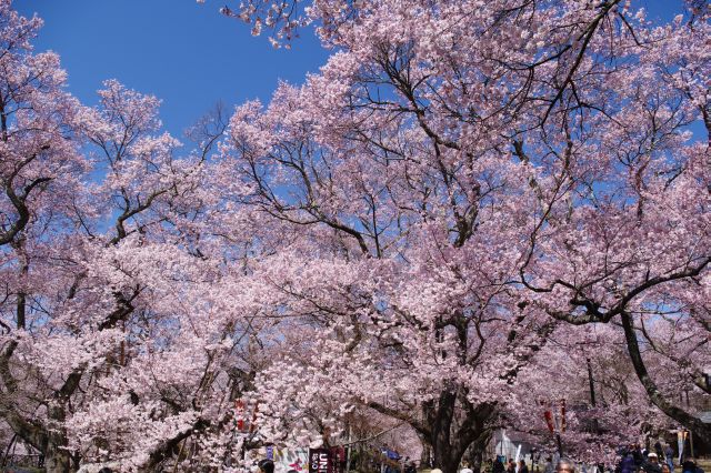 北ゲートを入場、見事な桜のアーチです。