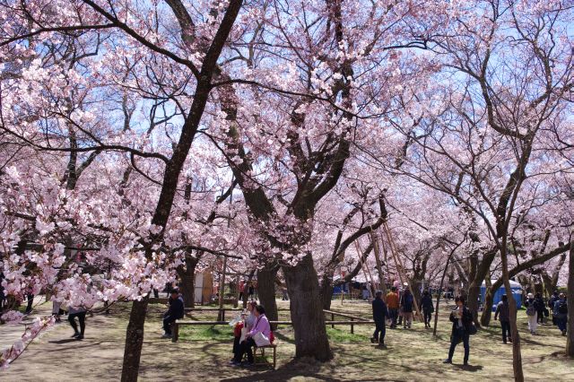 二ノ丸の幅広い満開の桜のアーチの下、沢山の人でにぎわいます。