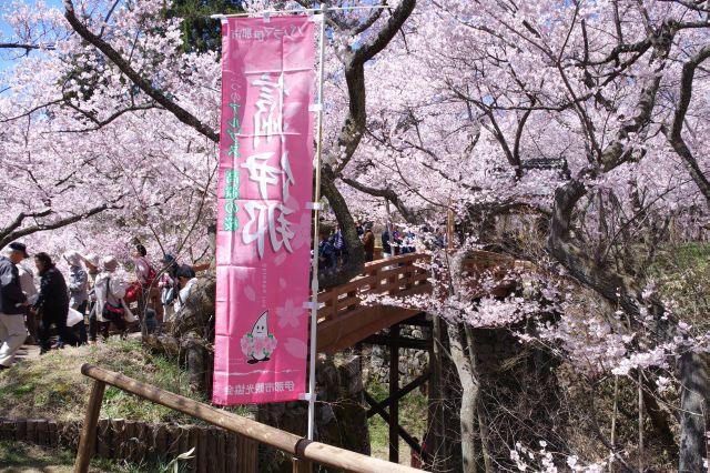 桜雲橋周辺も桜でいっぱい。