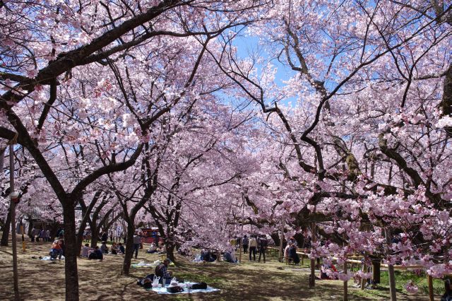 どこを見ても見事な桜だらけ、シートを広げ花見する人も。