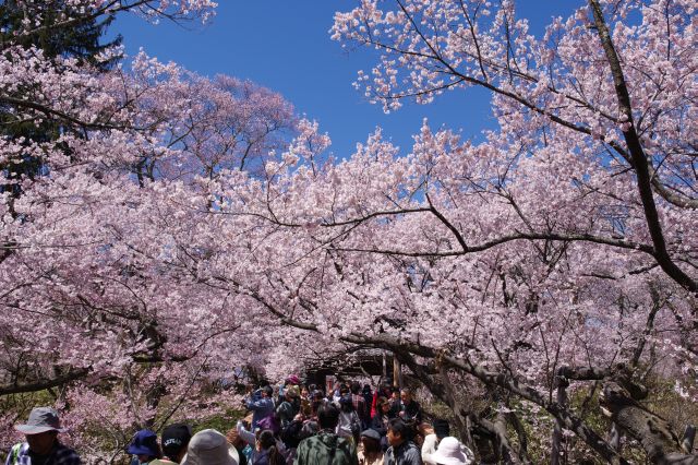 人波に紛れ桜雲橋を渡ります。頭上を覆う桜も濃い。