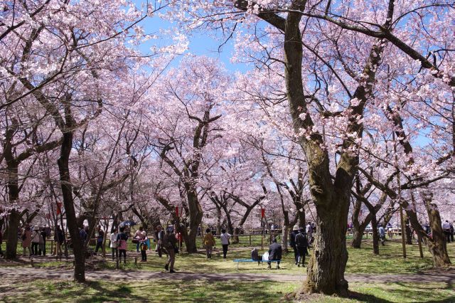 本丸も幅広い桜のアーチ。