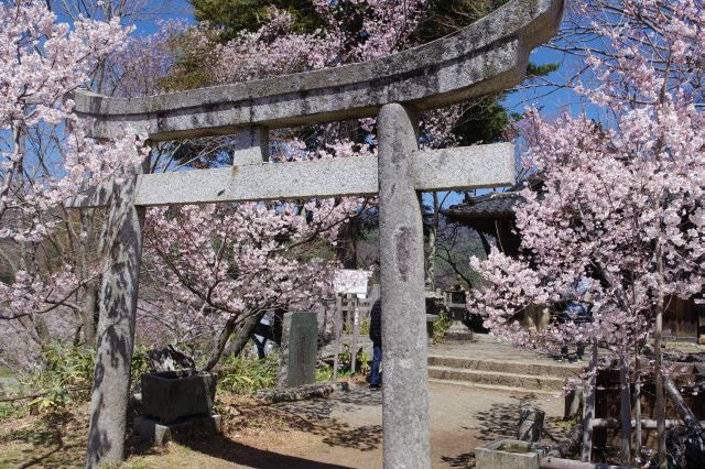 鳥居の先は新城藤原神社。