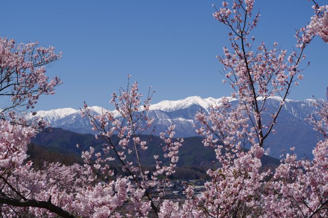 桜の合間から見える雪の南アルプスが美しい。