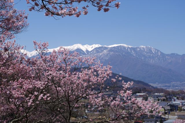 桜の雪の南アルプスは本当に美しい組み合わせです。