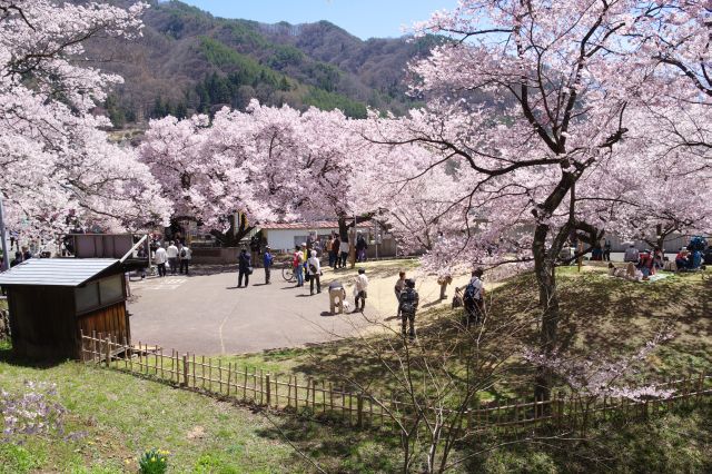 ゲート外、信州高遠美術館周辺も桜であふれる。