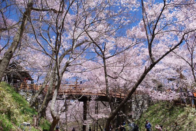 桜雲橋を下から。頭上に桜がひしめく。