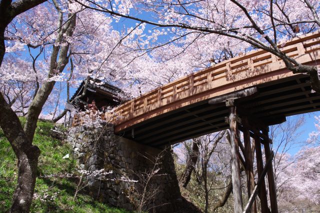 桜雲橋と問屋門を下から、桜と共に見上げる。