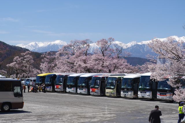 駐車場にはバスが沢山。桜と南アルプスの雪とのコラボ。