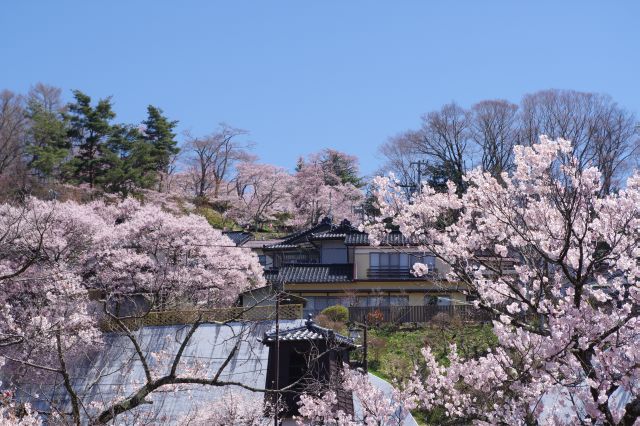 空気がきれいな高遠の街、城側の山は桜であふれます。
