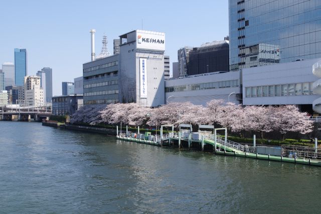 天橋駅側に船着き場、桜並木があります。