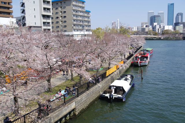 天満橋を渡ると川沿いに桜並木が続きます。