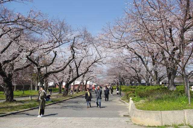 造幣局付近、桜並木が続きます。