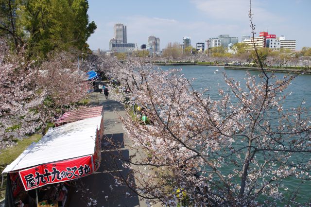 桜宮橋から遊歩道の桜を見下ろす。