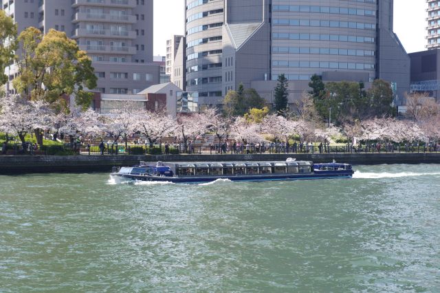 行き交う遊覧船。対岸も桜が多く人が集まる。