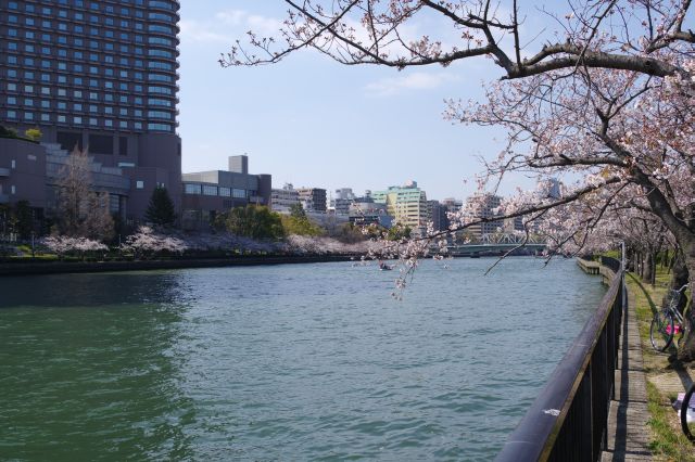 桜のひしめく心地よい川沿いを進みます。