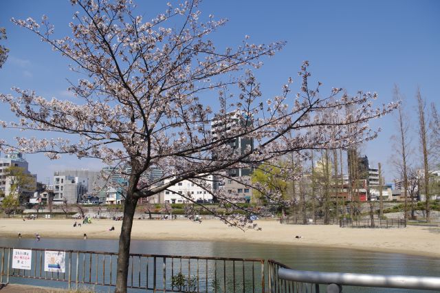 大阪ふれあいの水辺(桜ノ宮ビーチ)があります。