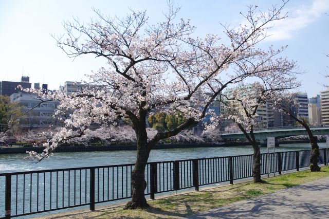 川沿いの桜の木。